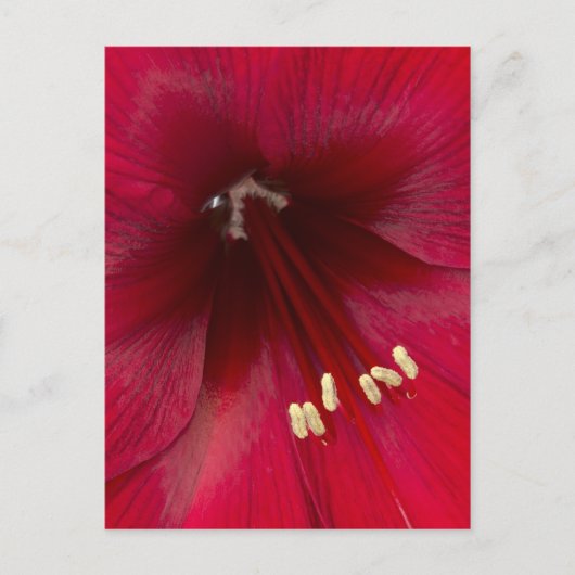 Rode Azalea Close-up Briefkaart (Voorkant)