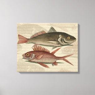 Rode Baars Visser Kunst Canvas Afdruk