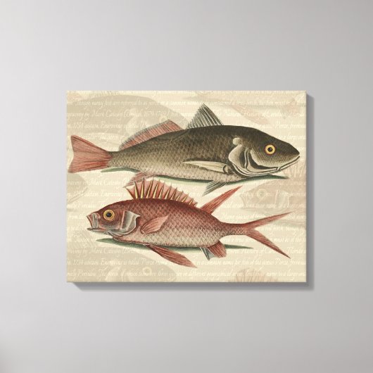 Rode Baars Visser Kunst Canvas Afdruk (Voorkant)