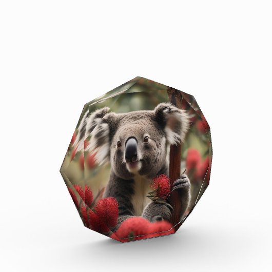 Rode Banksia boom met Koala Beer, Fotoblokken (Links)