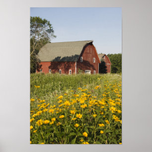 Rode Barn en gele wilde bloemen Poster