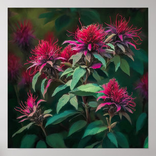 Rode Bee Balm Bloem Art Print Poster