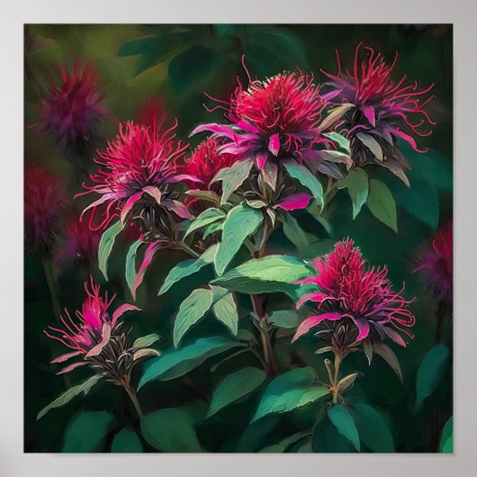 Rode Bee Balm Bloem Art Print Poster (Voorkant)