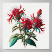 Rode Bee Balm Bloem Art Print Poster (Voorkant)