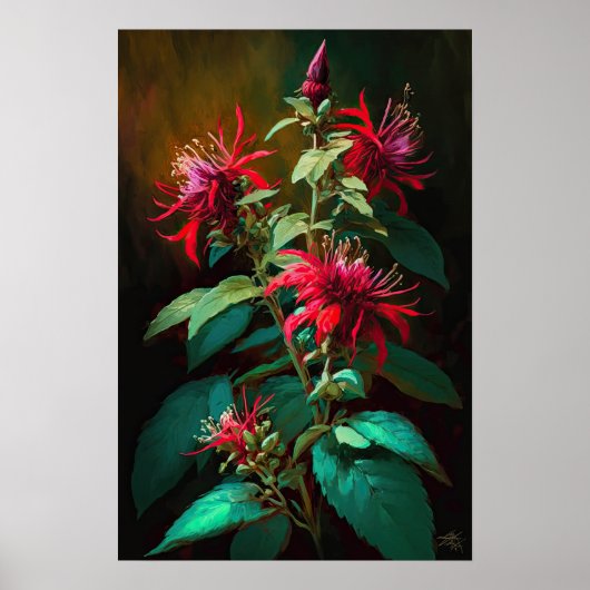 Rode Bee Balm Bloem Art Print Poster (Voorkant)