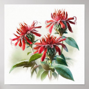 Rode Bee Balm Bloem Art Print Poster