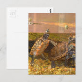 Rode Bellied Turtle (Alabama) Briefkaart (Voorkant / Achterkant)