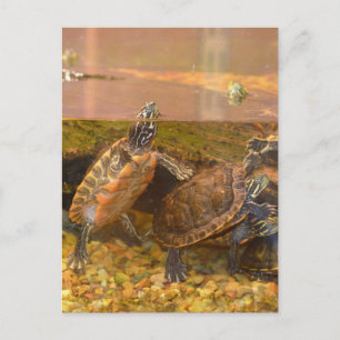 Rode Bellied Turtle (Alabama) Briefkaart
