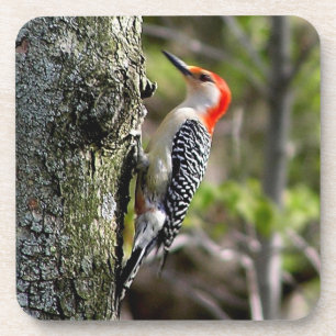 Rode Bellied Woodpecker Square Onderzetters