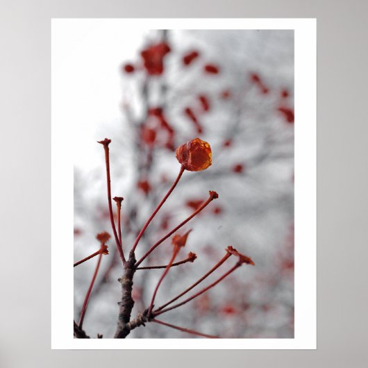 rode bes poster (Voorkant)