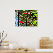 Rode Bessen aan een Boom Foto Print Poster (Keuken)