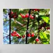 Rode Bessen aan een Boom Foto Print Poster (Voorkant)