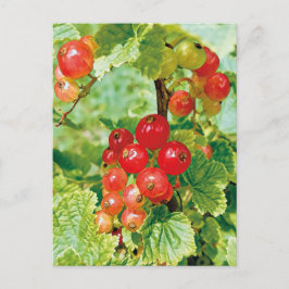 Rode bessen bessen Briefkaart