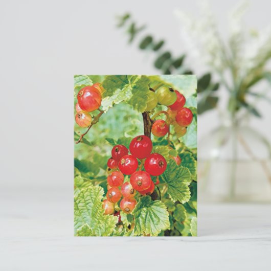 Rode bessen bessen Briefkaart (Staand voorkant)