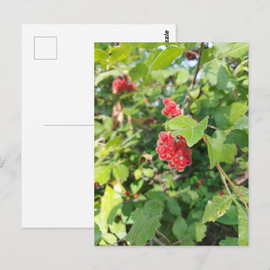 Rode bessen blanco kaart (Voorkant / Achterkant)