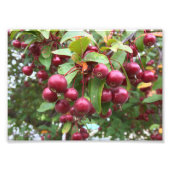 rode bessen foto afdruk (Voorkant)
