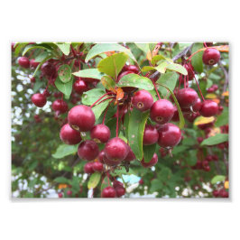 rode bessen foto afdruk