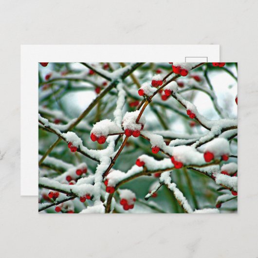 Rode bessen in de sneeuw (2025) briefkaart (Voorkant / Achterkant)