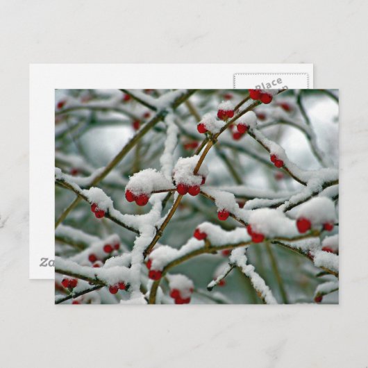 Rode Bessen in de Wintersneeuw Briefkaart (Voorkant / Achterkant)