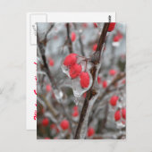 Rode bessen in ijskap briefkaart (Voorkant / Achterkant)