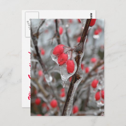 Rode bessen in ijskap briefkaart (Voorkant / Achterkant)