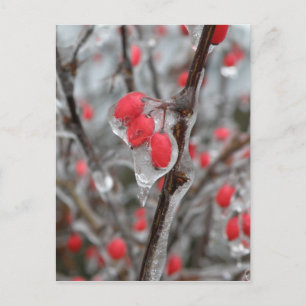 Rode bessen in ijskap briefkaart