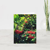 Rode bessen kaart (Voorkant)