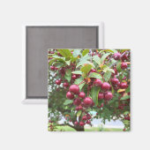 rode bessen magneet (Voorkant / Achterkant)