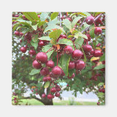 rode bessen magneet (Voorkant)