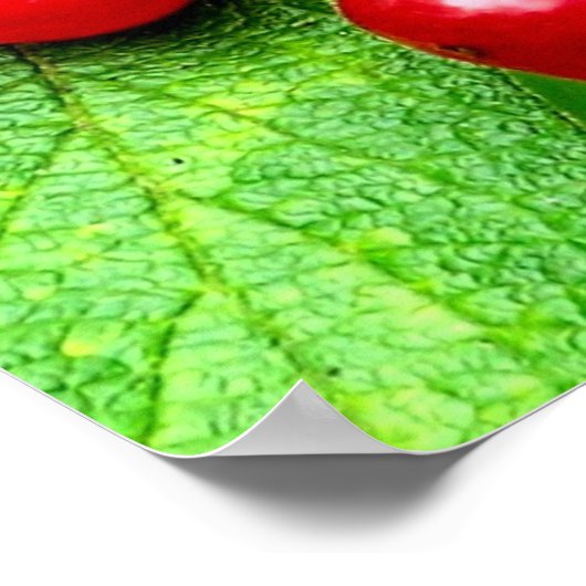 Rode bessen met regendruppels dicht bij elkaar poster (Hoek)