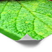 Rode bessen met regendruppels Natuur Poster (Hoek)