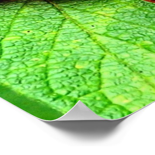 Rode bessen met regendruppels Natuur Poster (Hoek)