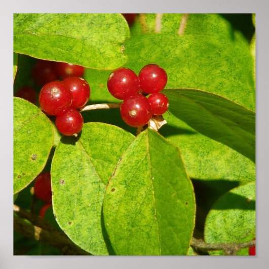 Rode bessen poster (Voorkant)