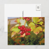 Rode bessen Viburnum Gelder Roos Briefkaart (Voorkant / Achterkant)
