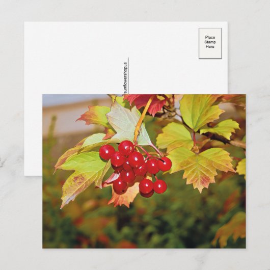 Rode bessen Viburnum Gelder Roos Briefkaart (Voorkant / Achterkant)