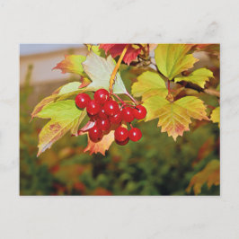 Rode bessen Viburnum Gelder Roos Briefkaart