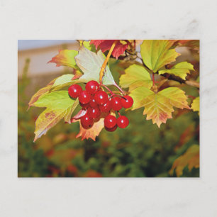 Rode bessen Viburnum Gelder Roos Briefkaart