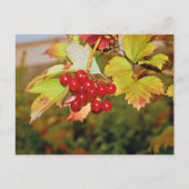 Rode bessen Viburnum Gelder Roos Briefkaart (Voorkant)