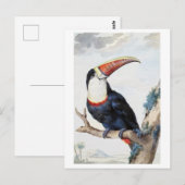 Rode-billed Toucan Illustration Briefkaart (Voorkant / Achterkant)