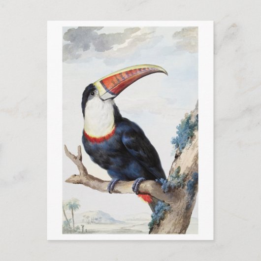 Rode-billed Toucan Illustration Briefkaart (Voorkant)
