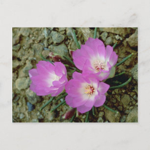 Rode bitterwortelbloemen briefkaart