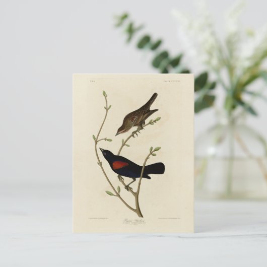 Rode Blackbird - Amerikaanse vogels van Audubon Briefkaart (Staand voorkant)