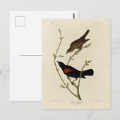 Rode Blackbird - Amerikaanse vogels van Audubon Briefkaart (Voorkant / Achterkant)