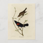 Rode Blackbird - Amerikaanse vogels van Audubon Briefkaart (Voorkant)