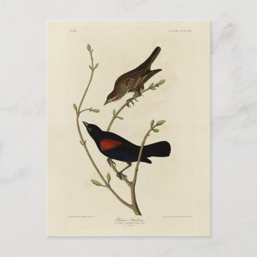 Rode Blackbird - Amerikaanse vogels van Audubon Briefkaart (Voorkant)