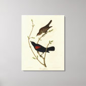 Rode Blackbird - Amerikaanse vogels van Audubon Canvas Afdruk (Voorkant)