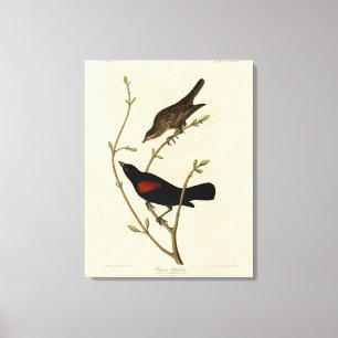 Rode Blackbird - Amerikaanse vogels van Audubon Canvas Afdruk