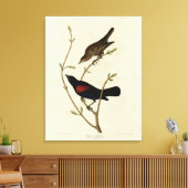 Rode Blackbird - Amerikaanse vogels van Audubon Canvas Afdruk (Insitu (Woonkamer))