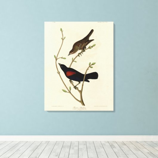 Rode Blackbird - Amerikaanse vogels van Audubon Canvas Afdruk (Insitu (Houten vloer))