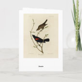 Rode Blackbird - Amerikaanse vogels van Audubon Kaart (Achterkant)